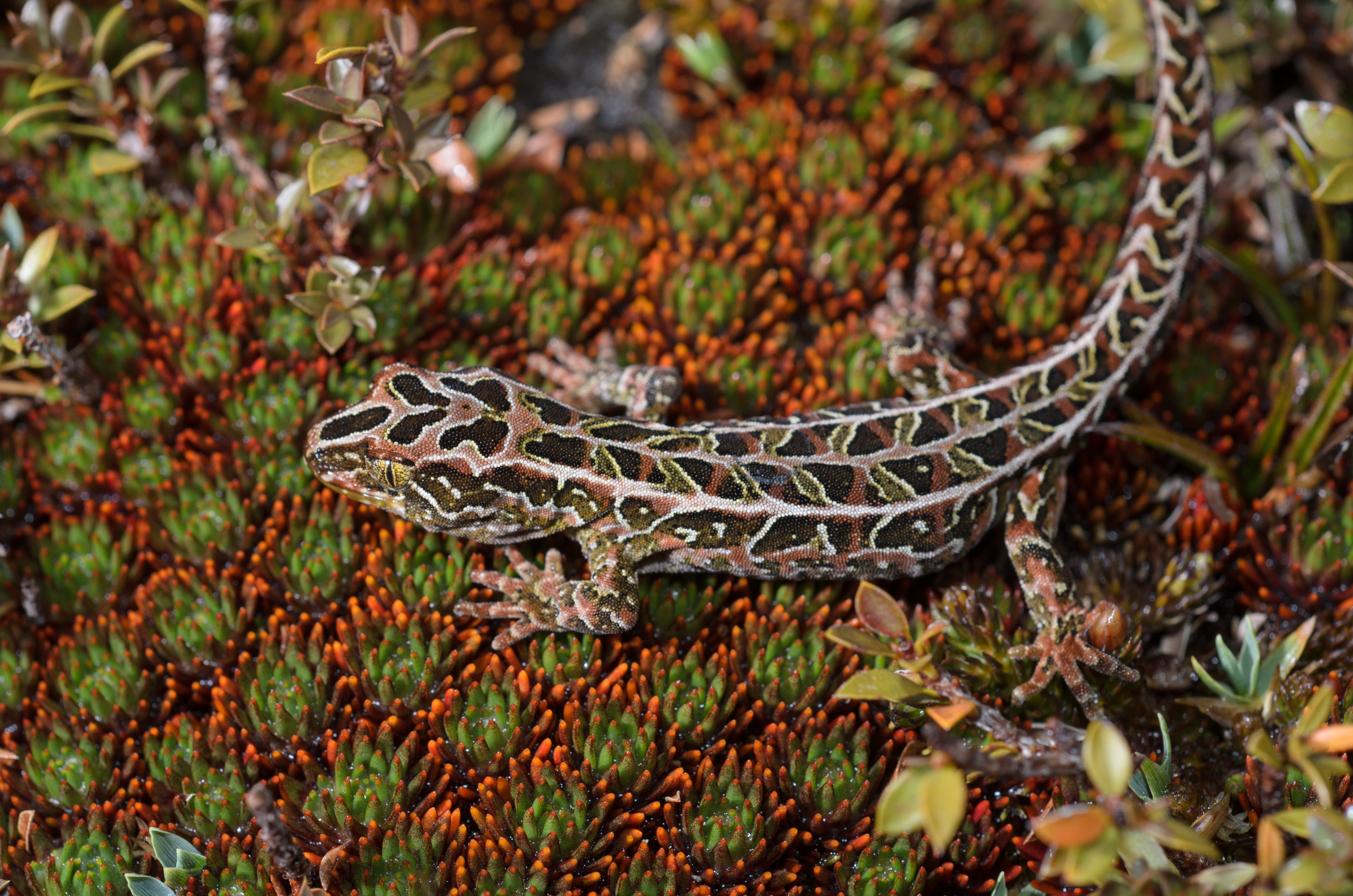 DSC_2797 – Adventure, Crispin, Hoplodactylus, Island, March 2017, National Park, New, New Zealand, Rakiura, South, Stewart, Tukutuku rakiurae, Zealand, amazing, gecko, harlequin gecko, rare, stunning
